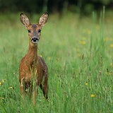 Roe deer